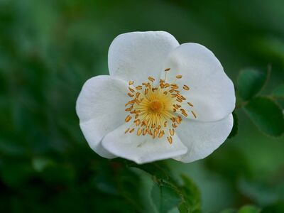 wild rose, white flower, rose center, closeup, stamens, macro photography, spring, summer, blossom, petals, botanical, nature, green background, flower, wildflower, dog rose, delicate, natural beauty, countryside