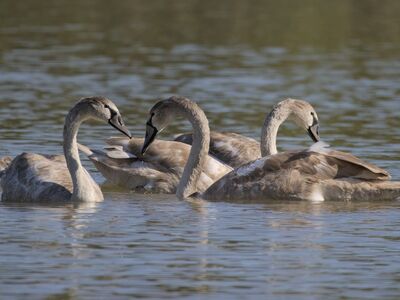 swans, young, feathers, brown, lake, waterfowl, wildlife, swimming, nature, calm, silence, reflection, ornithology, fauna, peaceful, animal, quiet, water, young swans, tranquil lake