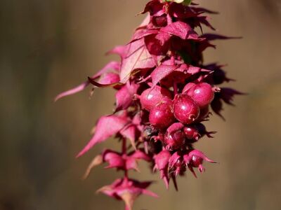leycesteria, fruits, berries, seeds, red, nature, garden plant, green background, botany, exotic, flowering, decorative, twigs, gardening, formosa, spring, garden design, blooming