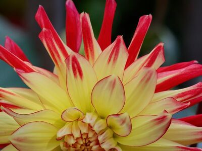 dahlia, bicolor, petals, yellow, red, blooming, macro, nature, detail, flower, garden, botany, beauty, decoration, modern garden, outdoor, glands, summer flower, ornamental plant, harmony