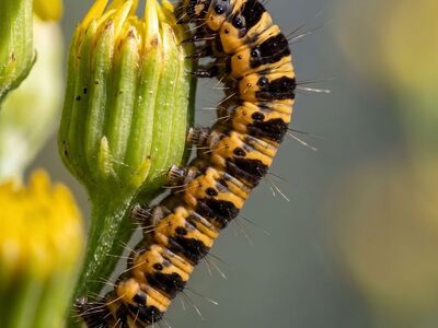 caterpillar, macro photography, flower background, insect, nature, flower, detail, yellow, black, plant, larva, flower wallpaper, pest, bud, garden, wildlife, spring, beautiful flowers, entomology, fauna, garden nature, stems, entomological photography