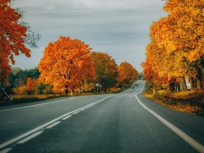 autumn, road, trees, orange, autumn landscape, forest, road signs, tranquility, nature, landscape scene, hiking, october, road without people, silence, road scene, countryside landscape, lanes, november, dreary weather, panoramic view