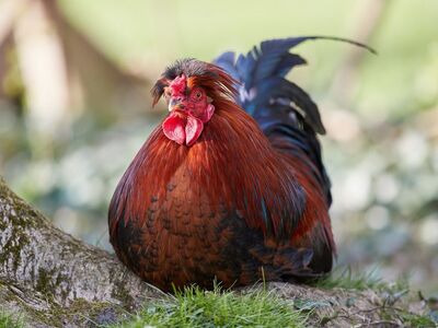 rooster, chicken, bird, farm, nature, red, brown, feather, resting, colorful, photogenic, landscape, male, outdoor, comb, animal, spanish, elegant, peck