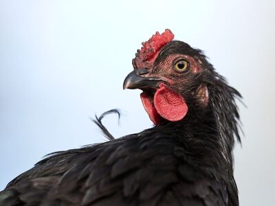 black hen, agriculture, hen portrait, nature, bird, comb, outdoors, feather, eye, organic, farm, red comb, domestic animal, bred, beak, black color, wild, hen beak, care, poultry farming