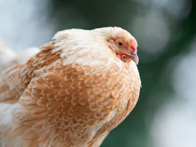 hen, bird, feathers, close-up, animal, agriculture, countryside, organic, comb, eye, beak, rural, domesticated, farm, beige, nature, portrait, poultry, livestock, natural