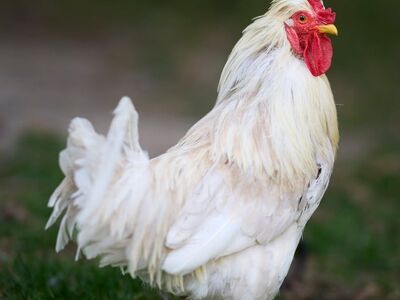 rooster, white, comb, nature, rural, livestock, feathers, bird, agriculture, countryside, animal, portrait, outdoor, farm, hen, red, standing, country, outside, green