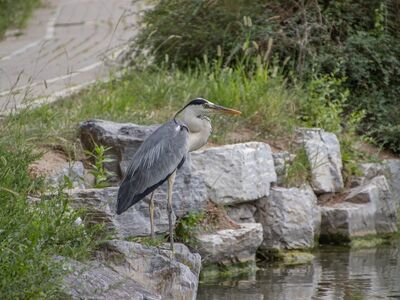grey heron, bird, wildlife, beak, feathers, ornithology, water, birdwatching, outdoors, nature, stone, shore, alone, weathered, vegetation, coastline, heron, long-legged, in greenery, calm