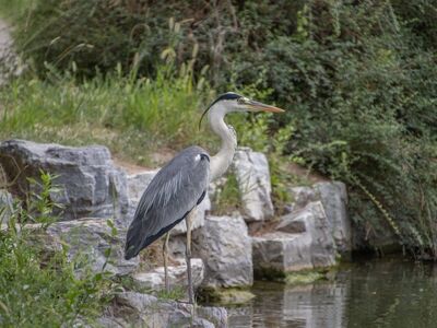 grey heron, animal, avian, nature, wildlife, ornithology, feathers, beak, water, outdoors, bird by water, heron, fern, stone, shrubbery, natural habitat, biology, ecology