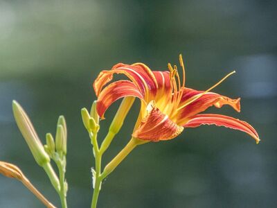 flower, daylily, petal, plant, garden, botany, summer, foliage, nature, detail, outdoor, yellow, orange, beauty, macro, natural light, blossom, blooming