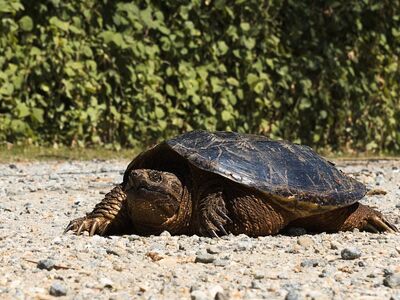 turtle, reptile, wildlife, nature, shell, snapping, snapper, animal, beach, afternoon, stone, shade, sunny, black, walk, warm, dirt path