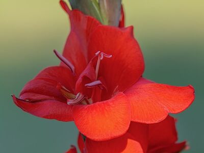 flower, gladiolus, red, macro, natural, beauty, petal, garden, vertical, nature, bright, stunning, spring, blurred background, romantic, beauty of nature, summer, fresh, fragrance