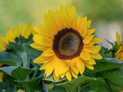 sunflower, flower, yellow, summer, garden, nature, leaves, bloom, sunny, outdoor, beautiful, large bloom, natural scenery, background, green leaves, macro photography, nature capture, bright day