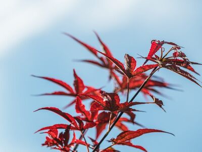 autumn, leaves, red, tree, maple, sky, nature, japanese maple, blue, bright, fresh, branches, outdoor, flower, edges, background, natural, beauty, season, morning