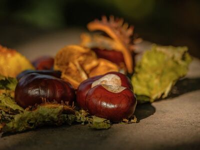 chestnuts, leaves, autumn, nature, bright, close-up, dry leaves, seasonal, outdoors, warm colors, natural texture, detail, rural scene, autumn decoration, sunlight, calm, botany, gentle, earth tones
