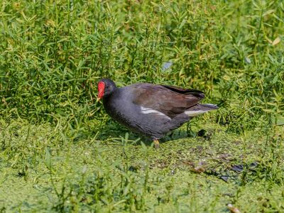 wetland, swamp, bird reserve, water bird, marsh bird, bird footprint, green, wildlife, puddle, pond, bird eye, red beak, water reservoir, water plant, animal photo, natural habitat, moorhen, sunny day, bird in water