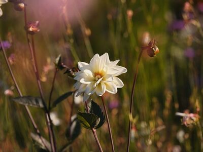dahlia, flower, nature, garden, blooming, summer, petal, outdoor, detail, green, natural light, macro, background, bright, fresh, creative, field, nature photography