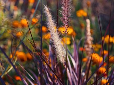 grasses, nature, plants, flowers, summer, colorful, garden, background, wild, decorative, landscape, outdoors, sunrise, pampas grass, natural beauty, grass, radiant, romantic, calm, refreshing