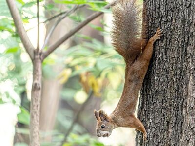 squirrel, red squirrel, rodent, animal, wildlife, fluffy tail, tree, climbing, upside down, trunk, bark, forest, autumn, cute, small mammal, nature, sharp image, green leaves, crystal clear, animal focus, cute mammal