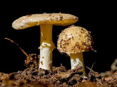 mushroom, forest, nature, toadstool, mycology, fungi, soil, light, flora, dark, macro, natural, forest floor, earth, biological, mushroom study, natural environment, exploration, stems, microorganisms, nutrient