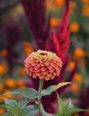 zinnia, beautiful flowers, garden, flower background, flower, flower wallpaper, nature, bloom, petal, autumn, colorful, botany, floral background, background, simplicity, landscape, beauty, growth, red, gardening, art, fresh, beautiful wallpaper, summer