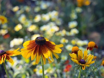 flower, rudbeckia, garden, yellow, outdoors, bokeh effect, colorful, autumn, summer, botany, rural, blooming, natural, beyond, season, applicable