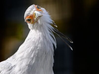 secretary bird, bird of prey, exotic, long legs, beak, feather, wildlife, military crest, raptor, nature, curious look, outdoors, ornithology, animal, bird watching, eyes, hunter, gray, bird