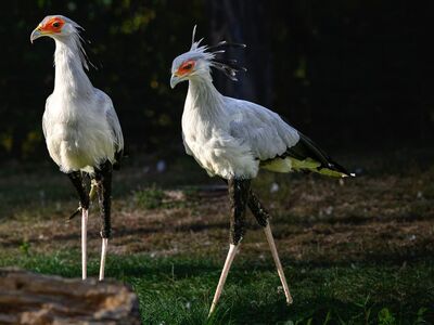 bird, secretarybird, long legs, wild, predator bird, african, two, nature, two birds, grass, feathers, long feathers, wings, daylight, enkefalogram, animal, wildlife, open nature, habitat