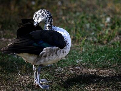 duck, waterfowl, nature, wildlife, feather, beak, eye, black and white, cute looking, environment, park, posing, wings, green, everyday, nature and wildlife, daylight, colorful, calm
