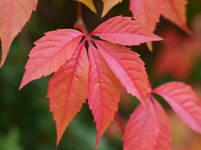 autumn, deciduous plants, red leaves, natural colors, multicolored, autumn foliage, red, detail, nature, outdoor, natural environment, vivid colors, leaf texture, high quality, leaf, macro photography, autumn mulch, ground cover, creeper, climbing plant