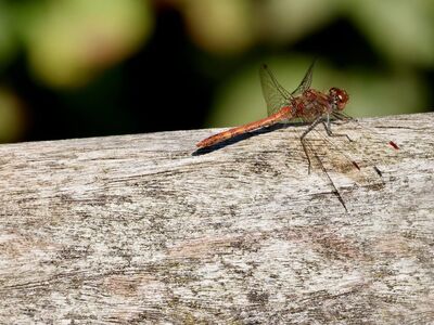 dragonfly, insect, wings, close-up, insect on wood, nature, outdoor, insect on natural background, details, macro insect photography, summer, natural colors, insect in detail, ecosystem, insect patterns, garden life, fascination, predatory beauty