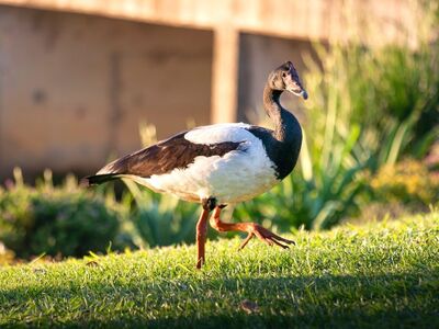 goose, waterbird, animal, wildlife, bird, grass, sunlight, nature, feeding, eastern australia, daytime, walking, fort, pasture, ground level, sunny, black and white, avian, terrestrial