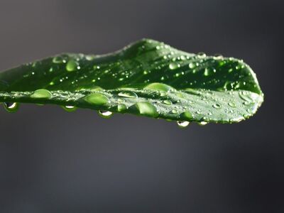 green leaf, dew drops, leaf after rain, wet leaves, nature, macro photography, dewy leaf, liquid, leaf texture, fresh, botany, drop, moist, greenery, garden, ornamental plant, ecology, natural beauty, environment, biology