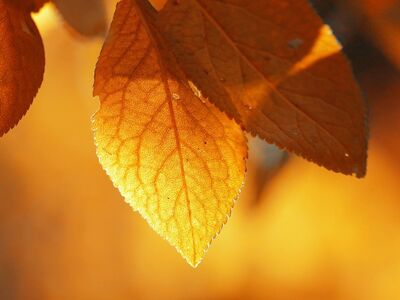 autumn, leaves, nature, leaf veins, warm colors, golden color, light, autumn foliage, backlight, season, close-up, natural beauty, leaf texture, nature wallpaper, bright, natural light, autumn theme, vibrant colors, orange, autumn atmosphere