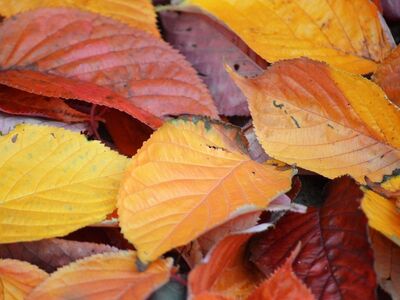 autumn leaves, colorful leaves, autumn colors, nature wallpaper, leaf structure, nature, close-up, yellow, vibrant colors, orange, natural texture, autumn season, seasonal transition, outdoors, landscape, yellow and orange, natural background, fallen leaves, peaceful atmosphere, detail