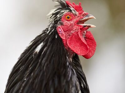 rooster, head, beak, nature, red, black, eye, feather, agriculture, farm, profile, comb, wattle, crowing, poultry, bird, livestock, husbandry, crest