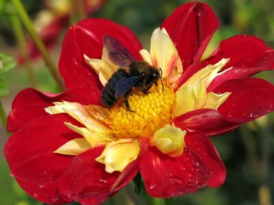 dahlia, bumblebee, nature, flower, close-up, petal, red, yellow, plant, pollination, summer flowers, gardening, dewdrop, vibrant colors, beautiful garden, nature icon, ecology, ornamental plant