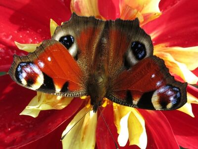 butterfly, dahlia, wings, flower, macro, nature, color, closeup, insect, red, beauty, entomology, decoration, garden, summer, calm, attraction, striking, fragility, observed