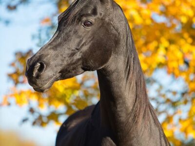 horse, arabian thoroughbred, autumn, yellow leaves, smooth coat, shiny fur, dark color, profile, nature, outdoors, agriculture, black horse, exterior, mane, beauty, elegance, farming, horse standing, countryside, pasture