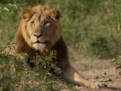 lion, savanna, nature, wildlife, animal, uganda, safari, african, animal portrait, mane, male, hunter, predator, big cat, gaze, rest, charm, protection, enforcement, dominance