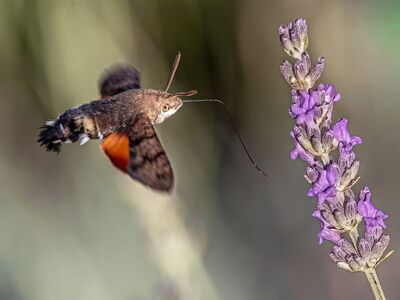 hummingbird hawk-moth, lavender, nature photography, macro photography, feeding, proboscis, summer, bokeh, wildlife, background, blur, wings, hovering, garden, nature, flying, hd wallpaper, wallpaper, purple, macroglossum stellatarum