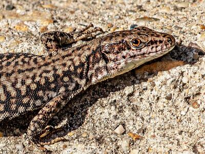 lizard, wall lizard, podarcis muralis, reptile, wildlife, scales, basking, stone, sunbathing, camouflage, texture, background, head, nature, animal, concrete surface, closeup, natural selection, saurian