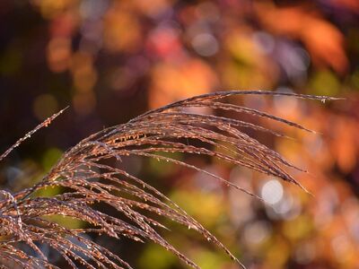 grasses, sweet grasses, plant, soft, nature, autumn colors, bokeh, blurred background, romantic, autumn, macro photography, natural decoration, serene, fluffy, close-up, background, bokeh effect, artistic photography