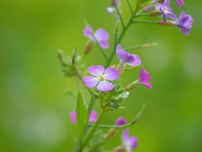 flower, oil radish, green plant, purple blossom, nature, agriculture, brassicaceae, pink flower, autumn plant, green background, macro photography, blooming season, wild plant, leaf, summer flower, vegetable garden, pesticide-free, ecosystem, wildflower