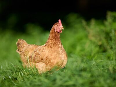 chicken, farm, grass, nature, field, outdoors, green, bird, feather, rural, brown, sunlight, organic, comb, hen, animal, meadow, crop, agriculture, feathered