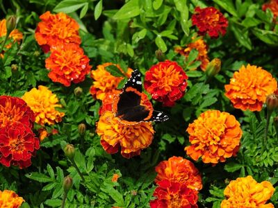 butterfly, flowers, summer, nature, garden, bloom, orange, red, green, wing, nectar, fresh, vibrant, colorful, detail, background, pest, focus, details, macro