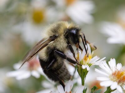 bee, pollination, insect, bumblebee, nature, flower, wings, beehive, natural world, yellow, garden, macro, flash, detail, spring, pollinator, mobility, beautiful flowers, ecosystem, flower wallpaper, flower background, wildlife