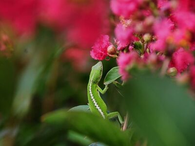 lizard, nature, chameleon, green color, flowers, lichen, animal, wild, green, climbing, biotope, green leaves, ecosystem, cute, nature photography, close-up, colors, botany, macro
