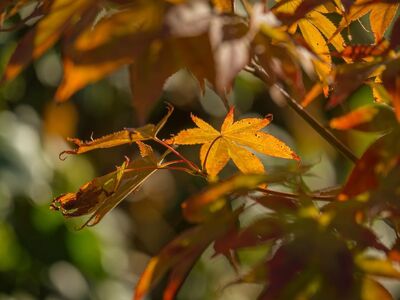 autumn, nature, leaf, orange, sunlight, sunshine, macro, brightness, foliage, natural light, outdoor, background, park, countryside, colorful, sunny, japanese maple, blur, shrub, details