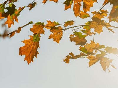 leaves, bright, autumn, sunshine, nature, golden, branches, clear sky, serene, natural light, background, outdoor, beauty, color contrast, bright scene, zen, cozy atmosphere, yellow color, clarity, balance