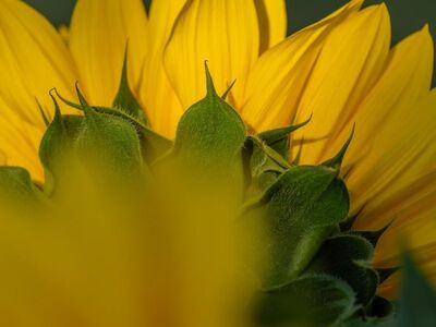 sunflower, nature, yellow color, garden, summer, flower, macro photography, plant, sun bloom, daisy flower, natural beauty, outdoor, pink bud, agriculture, beautiful scenery, blooming plant, still life, close-up photography, vibrant colors, nature photography